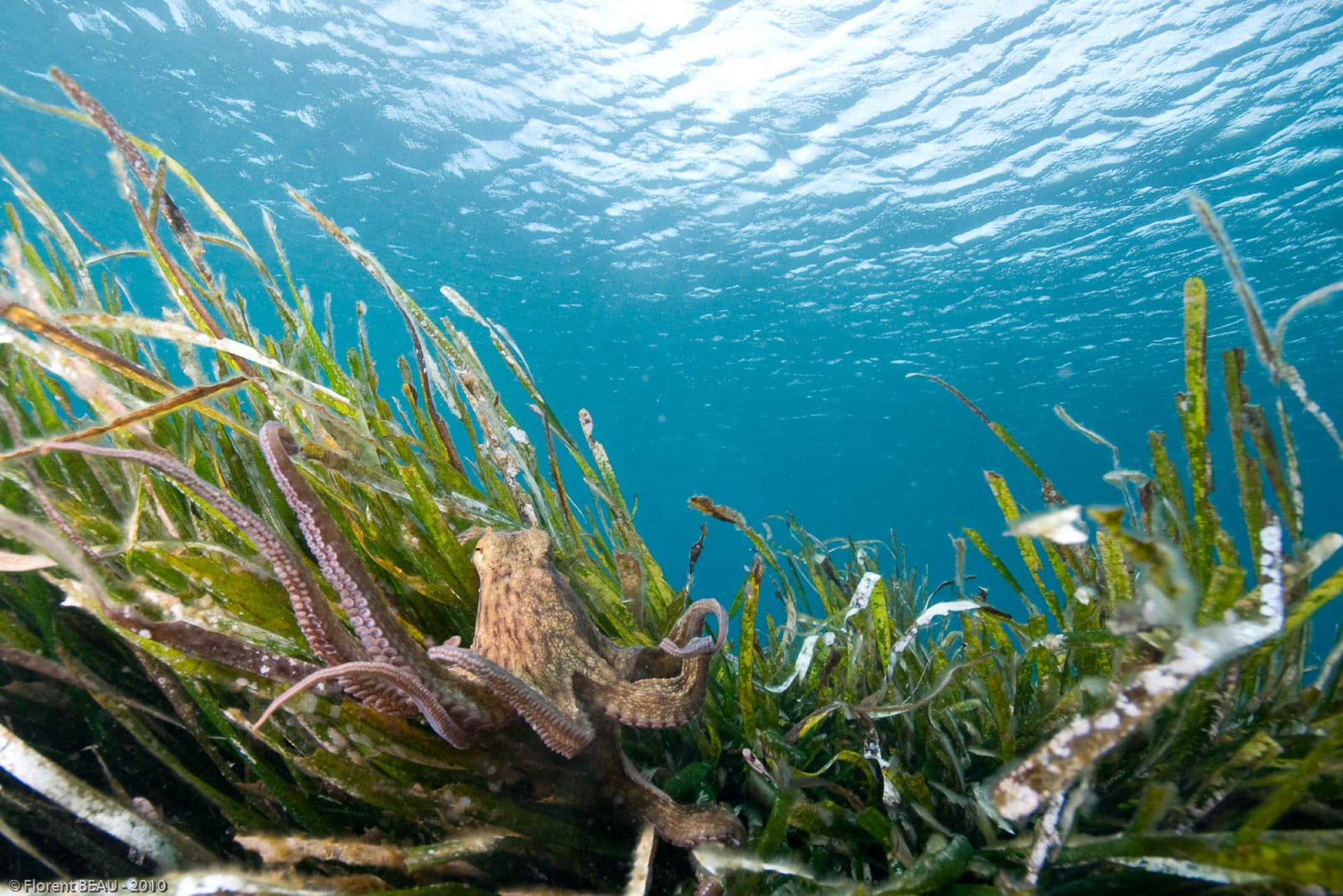 sentier marin ilot du crocodile plage de jovat snorkeling la croix valmer