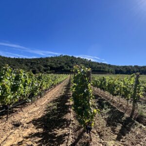 la croix valmer tourisme office de tourisme vignes vignobles domaines