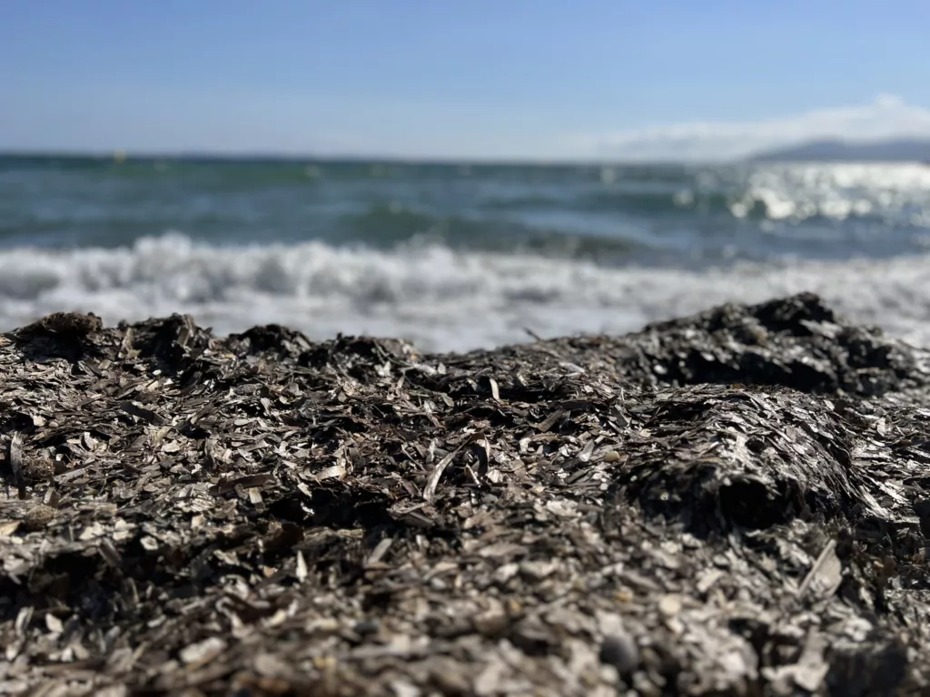 La posidonie séchée et empilée sur le bord de la plage, face aux vagues de la mer, sous un ciel bleu