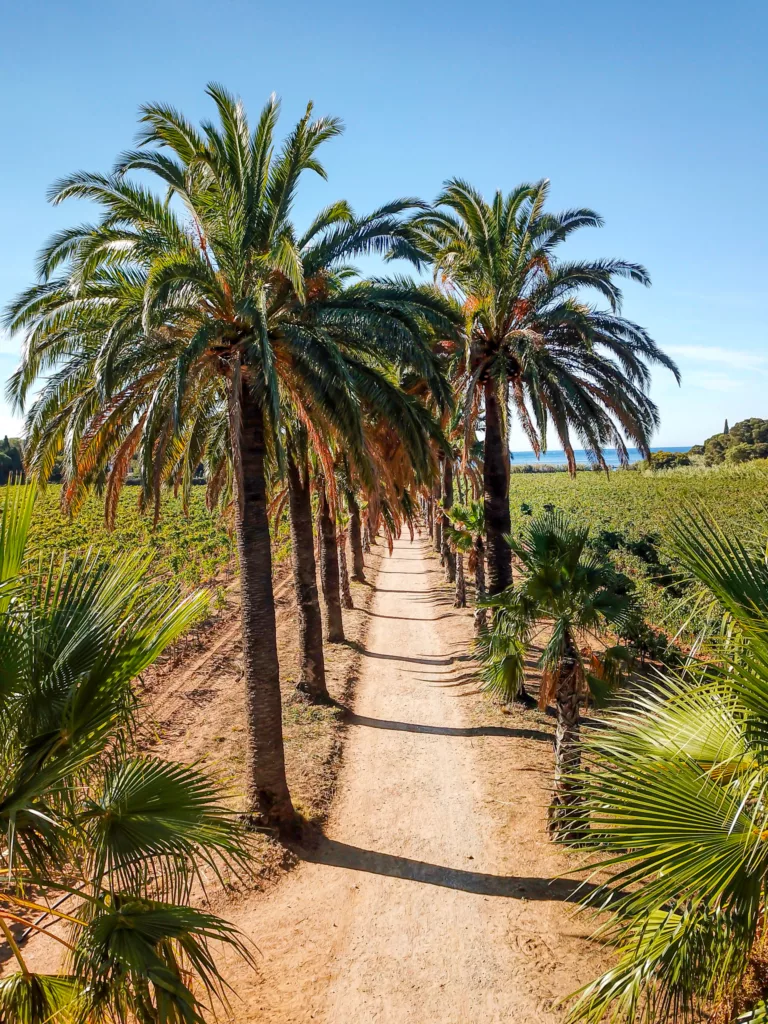 ©Domaine de La Madrague Allée des palmiers entourés de vignes qui mène jusqu'à la Plage d'Heraclée. Le ciel est bleu et tout est bien vert. Parfait pour les vacances