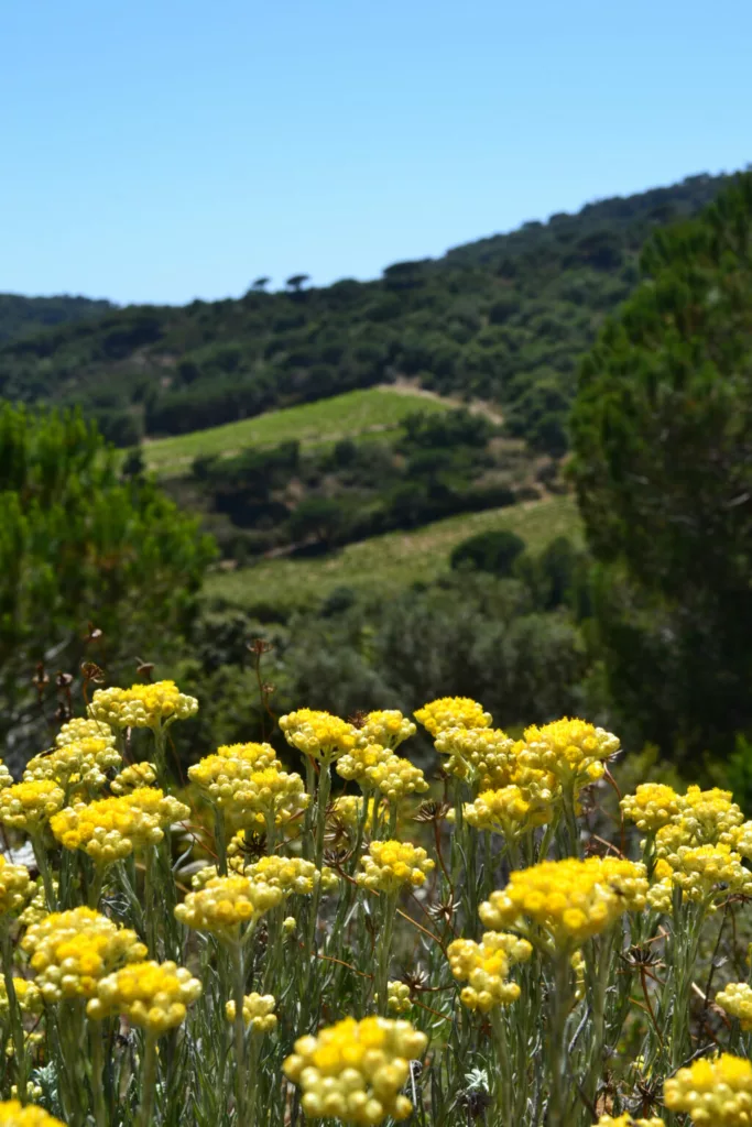 ©Domaine La Tourraque